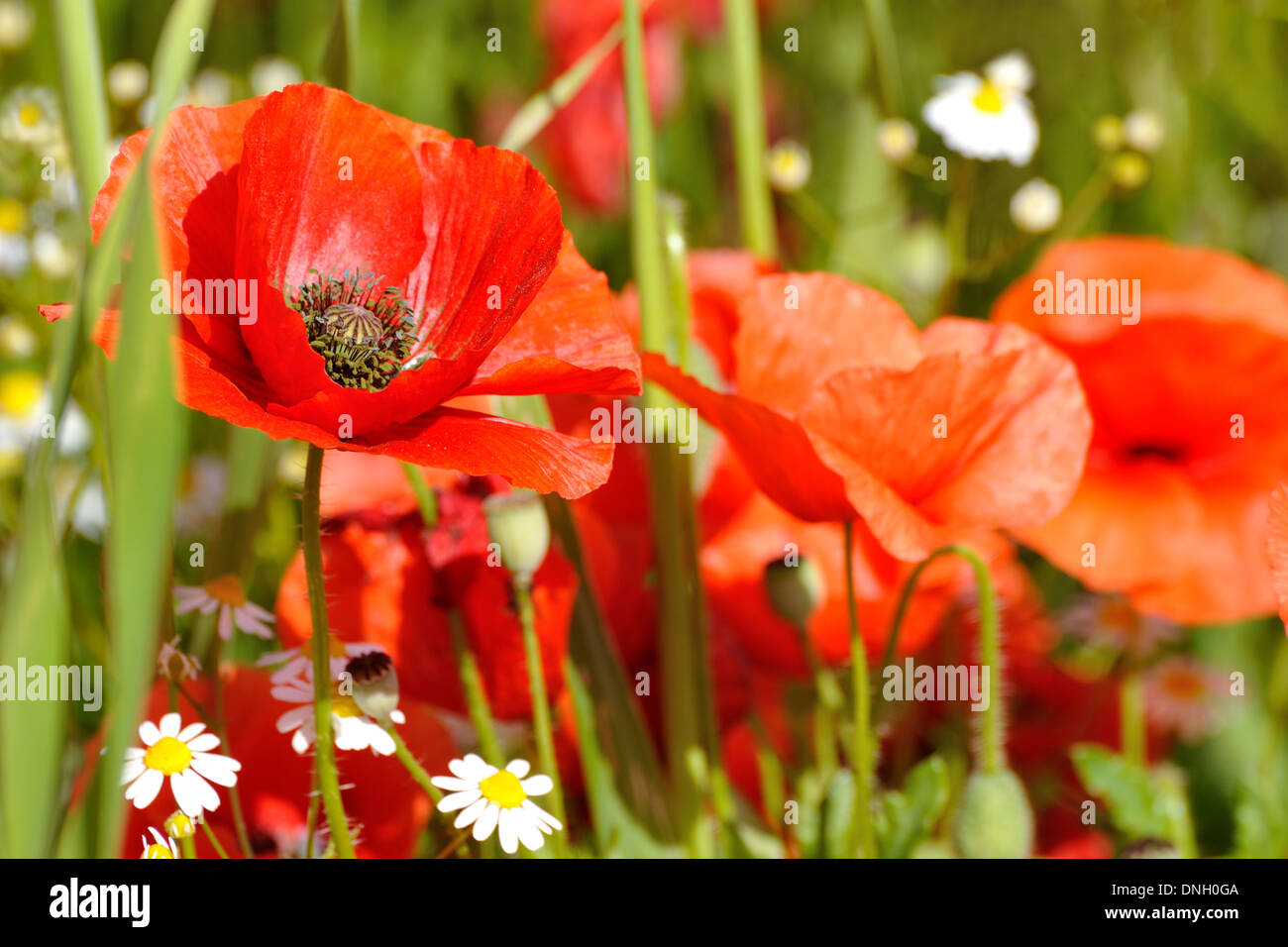 Fleur de pavot dans un champ. Pavot Rouge symbole du souvenir. Symbole d'une nouvelle saison estivale. Banque D'Images