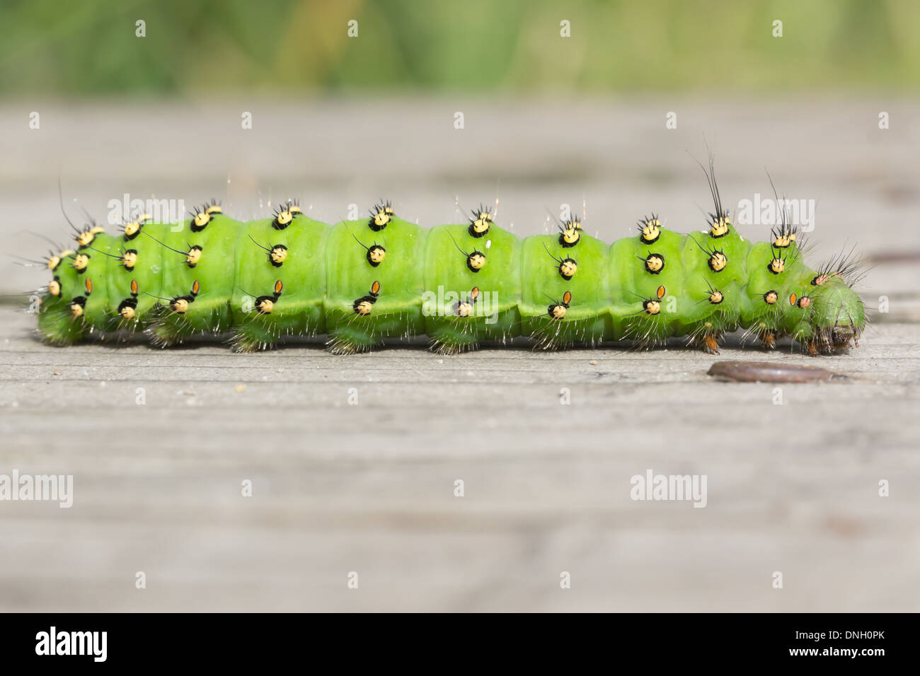 Papillon empereur Saturnia pavonia (caterpillar) sur demande. Surrey, UK. Banque D'Images