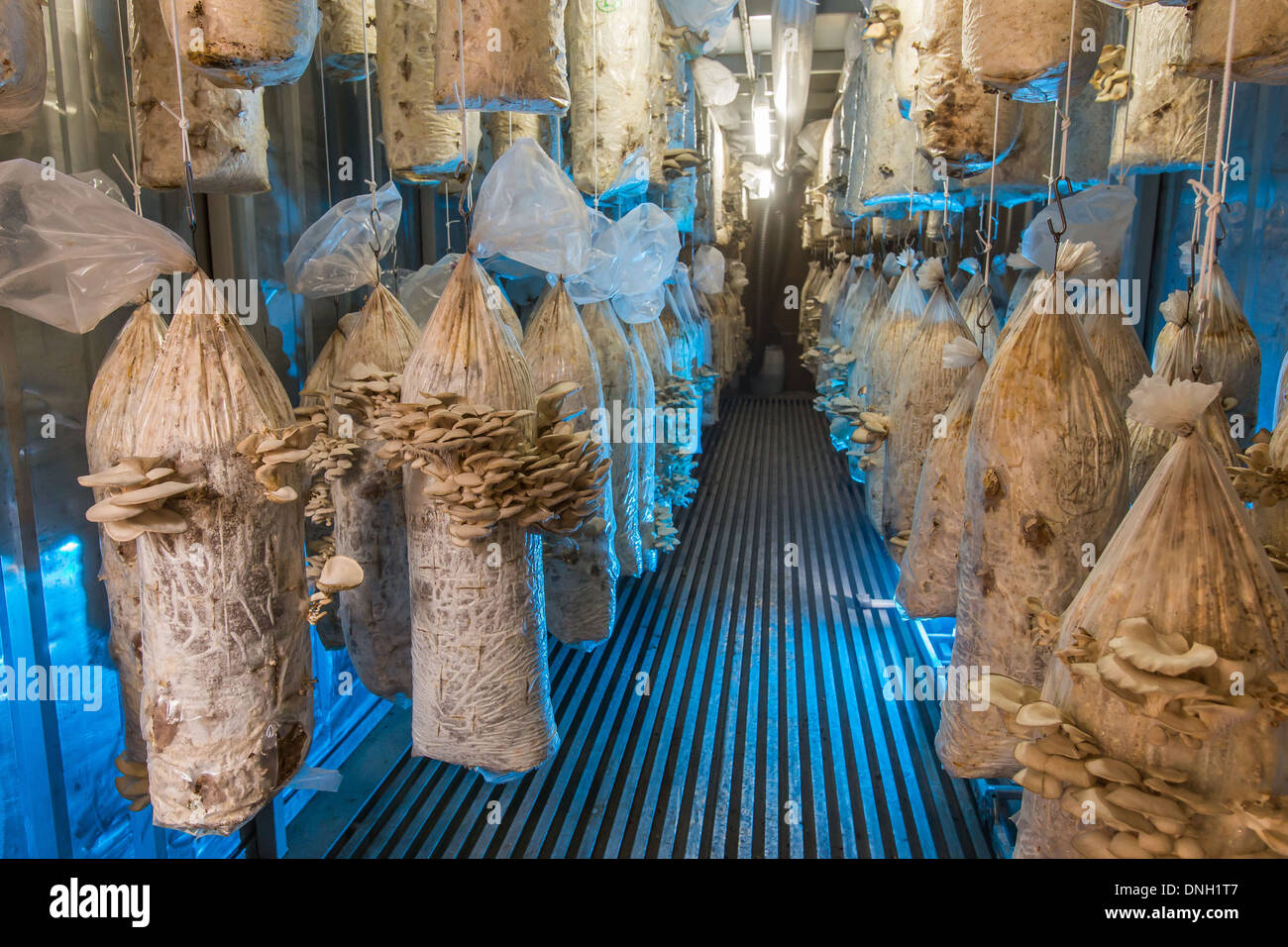 CEDRIC PECHARD, ingénieur agricole, INITIATEUR DU PROJET DE MICRO-VILLE U-AGRICOLES, LA PRODUCTION DE CAFÉ DE PARIS CHAMPIGNONS PLEUROTES DANS UN LIT AVEC UN SUBSTRAT COMPOSÉ DE SCIURE ET DE CAFÉ, PORTE DE MONTREUIL, 20ème arrondissement, Paris Banque D'Images