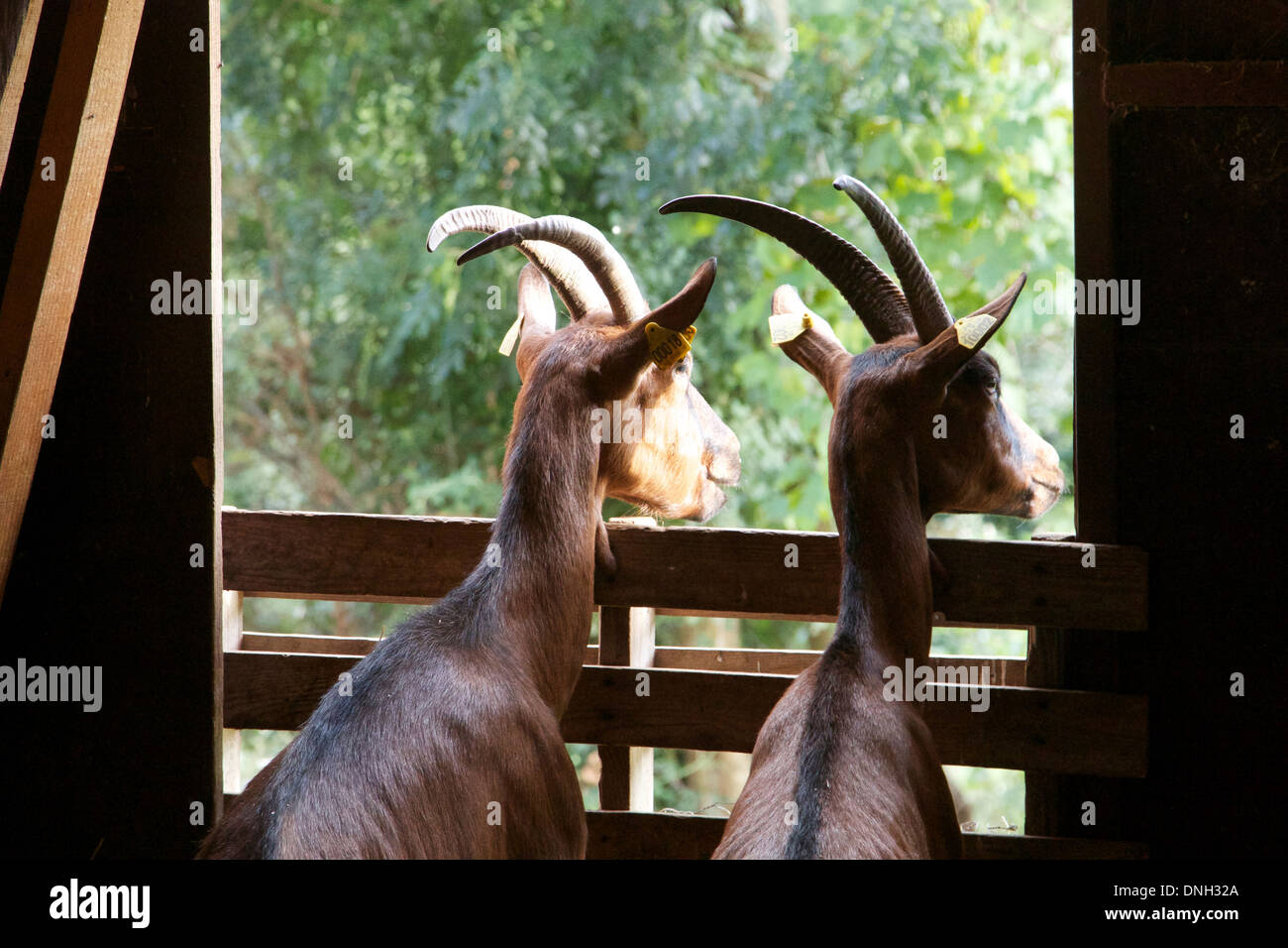 Les chèvres dans une étable attendent d'aller en promenade, SAINT-ETIENNE-VALLEE-FRANCAISE, Lozère (48), FRANCE Banque D'Images
