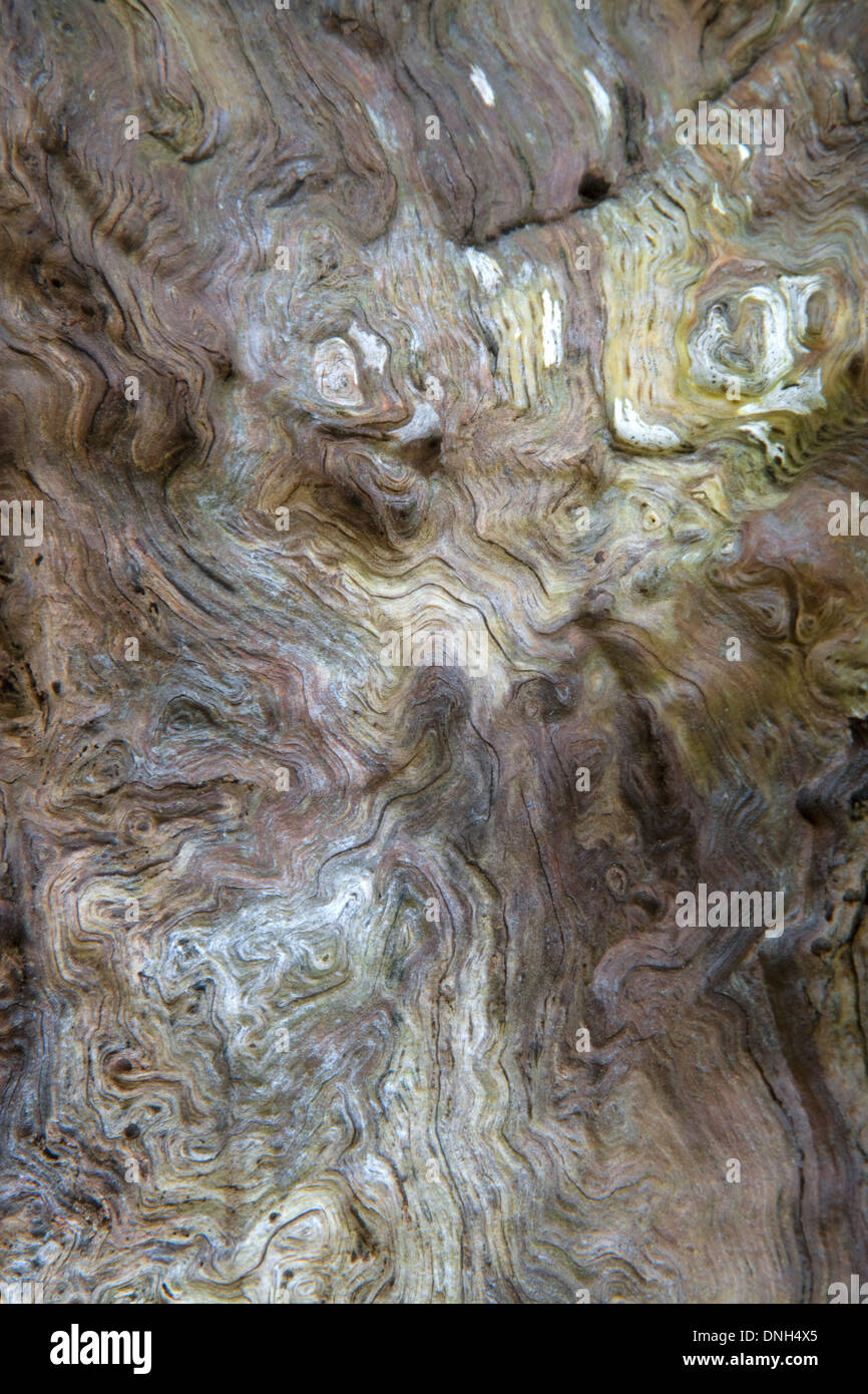 Close up de l'écorce interne, Cambium et bast d'un sweet chestnut tree Banque D'Images