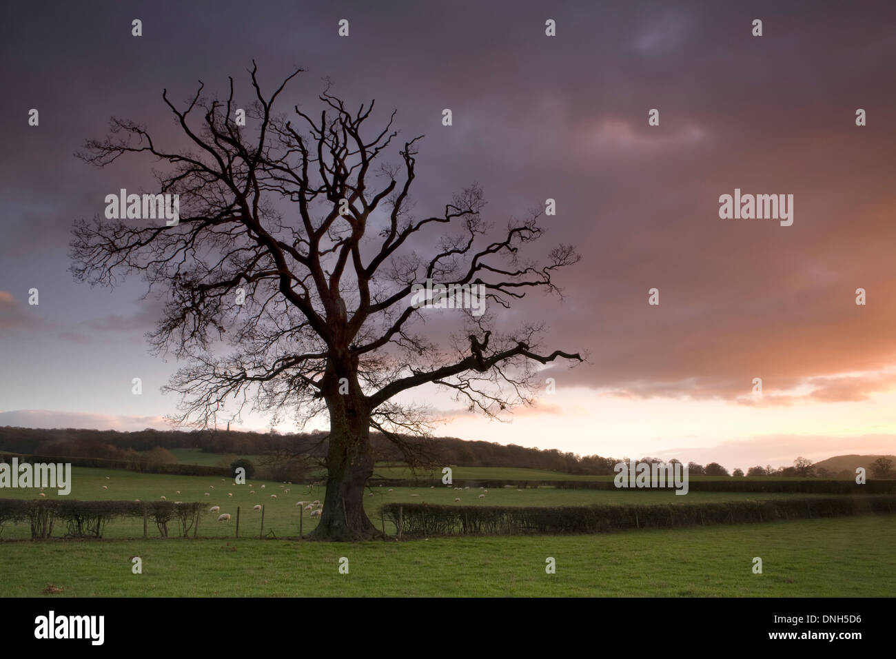 Un chêne au pied de la collines de Malvern, Herefordshire, est découpé par le coucher du soleil. Banque D'Images