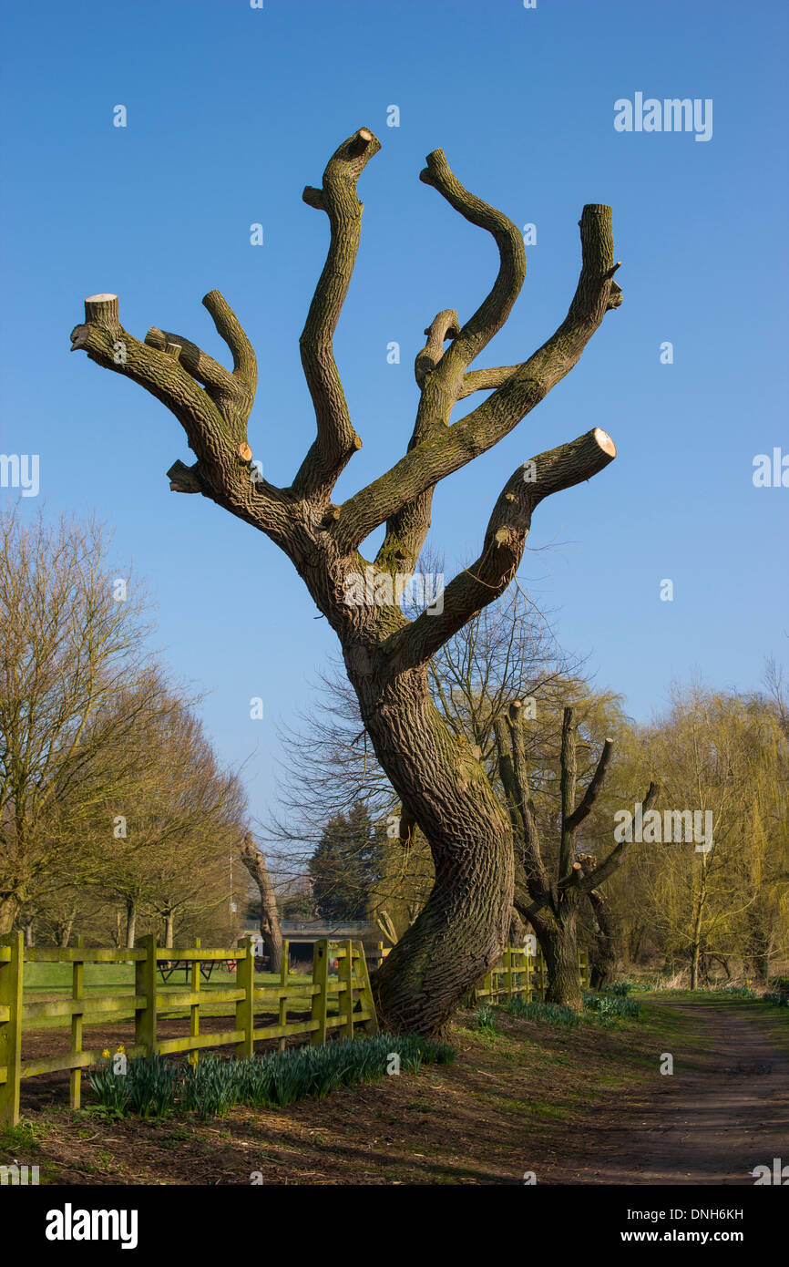 Chirurgien arbre saule pleureur arbre élagué Banque D'Images
