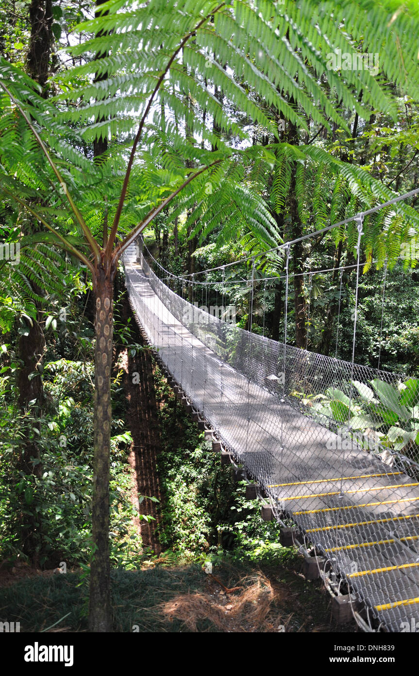 Fronde de fougère géante Pont Arenal Costa Rica Banque D'Images