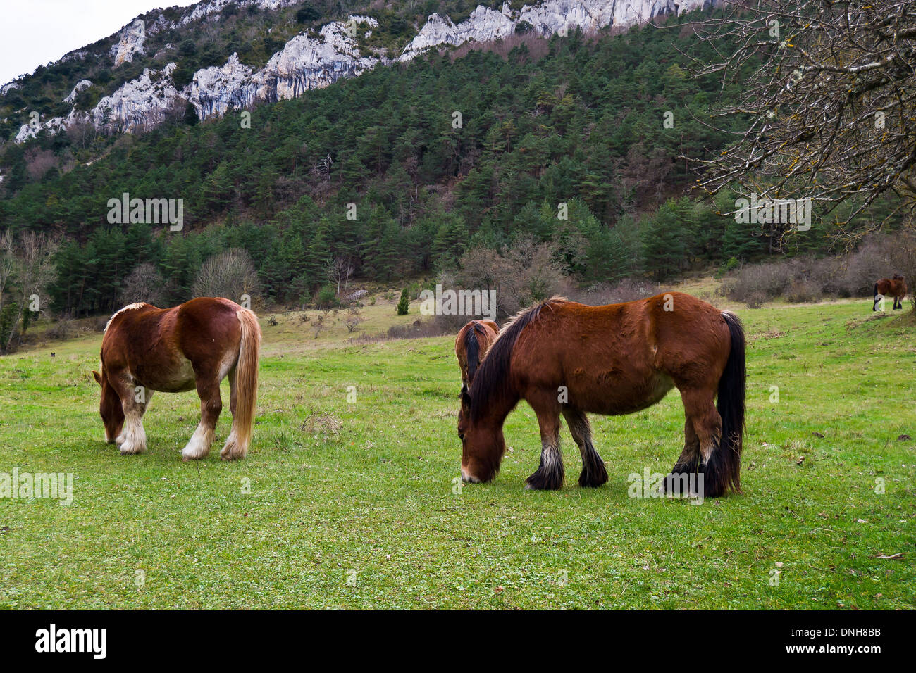 Chevaux sur la prairie. Banque D'Images