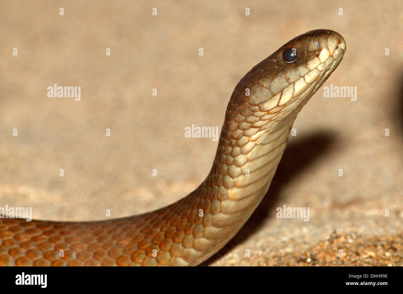 Un roi serpent brun, ou Mulga Serpent, Pseudechis australis. Aussi connu sous le nom de cobra de Pilbara. Banque D'Images