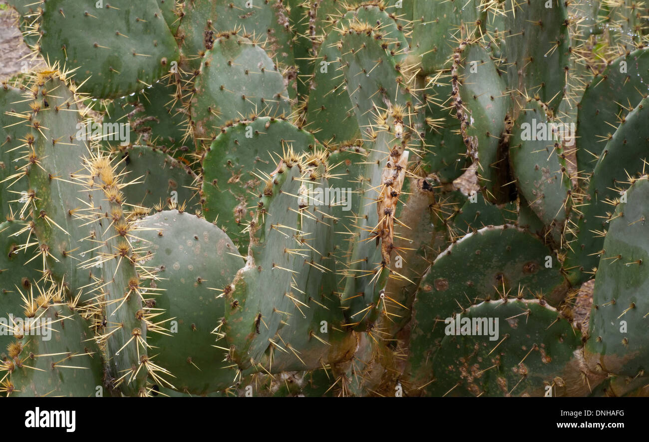 Un Cactus (Opuntia) dans le sud du Texas, aux États-Unis. Banque D'Images