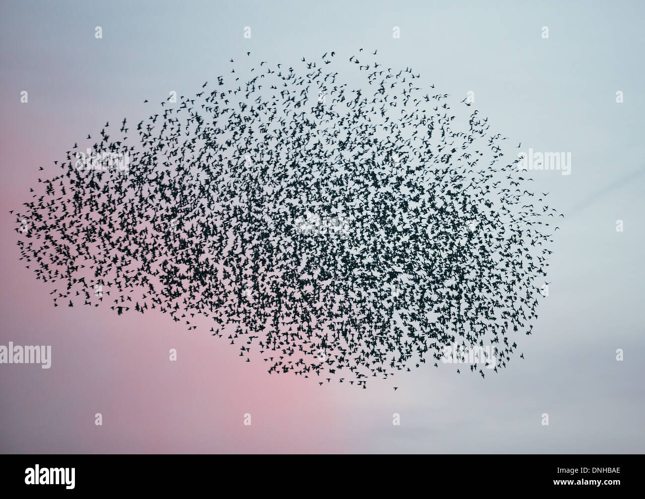 Murmuration exaltation, un étourneau troupeau forme une masse acrobatique fantastique avant de se percher à Brandon Marsh Warwickshire Banque D'Images