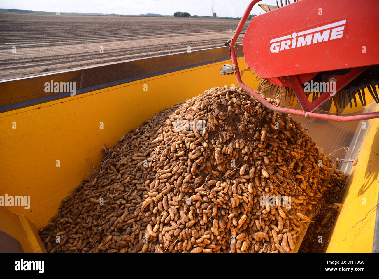 La récolte des pommes de terre RATTE DU TOUQUET, Picardie, France Banque D'Images