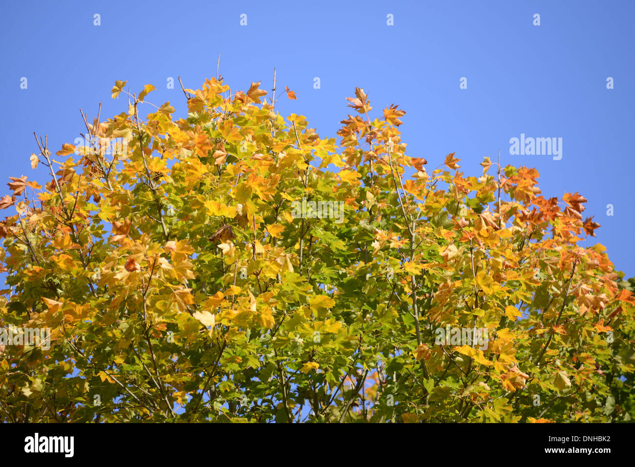 Les feuilles d'AUTOMNE DANS UN ARBRE Banque D'Images