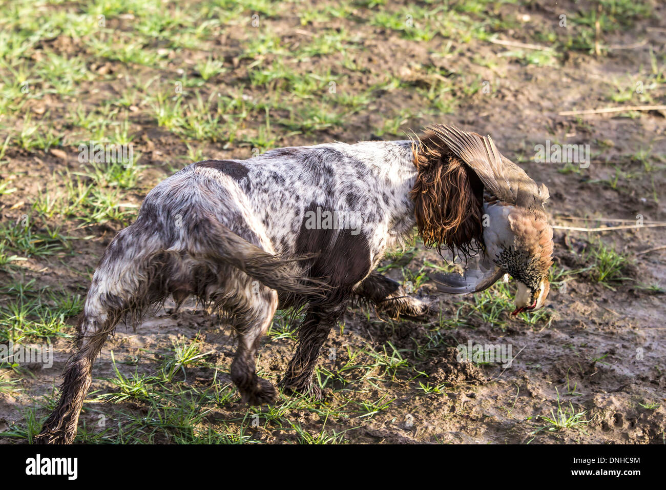 Deene Park tirer. Banque D'Images