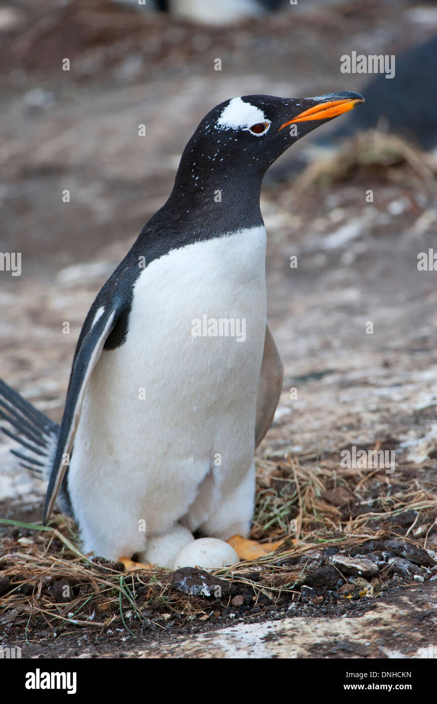 Gentoo pingouin (Pygoscelis papua) dans le nid avec un oeuf, Nouvelle Île, Îles Falkland Banque D'Images