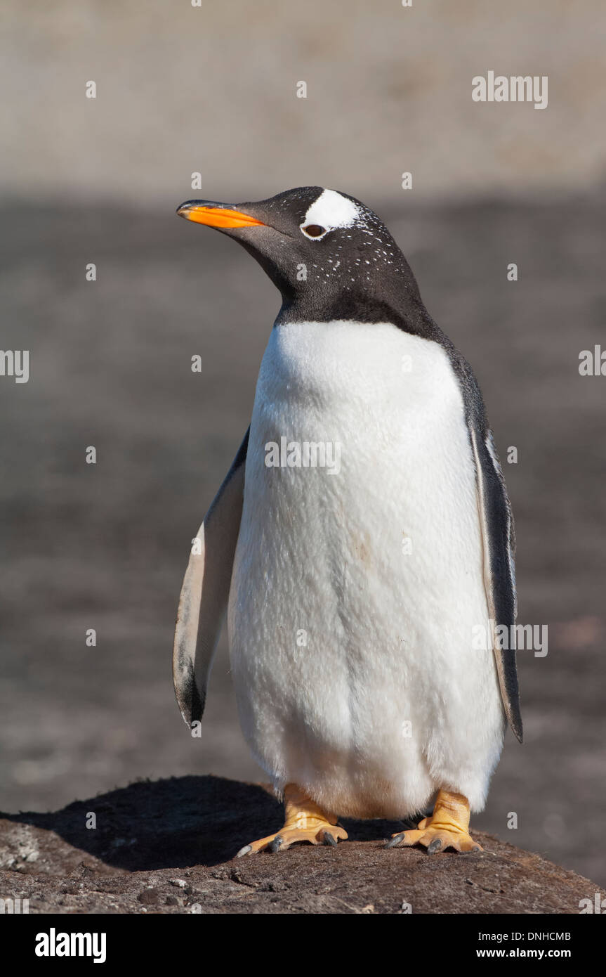 Gentoo pingouin (Pygoscelis papua), Saunders Island, Îles Falkland Banque D'Images