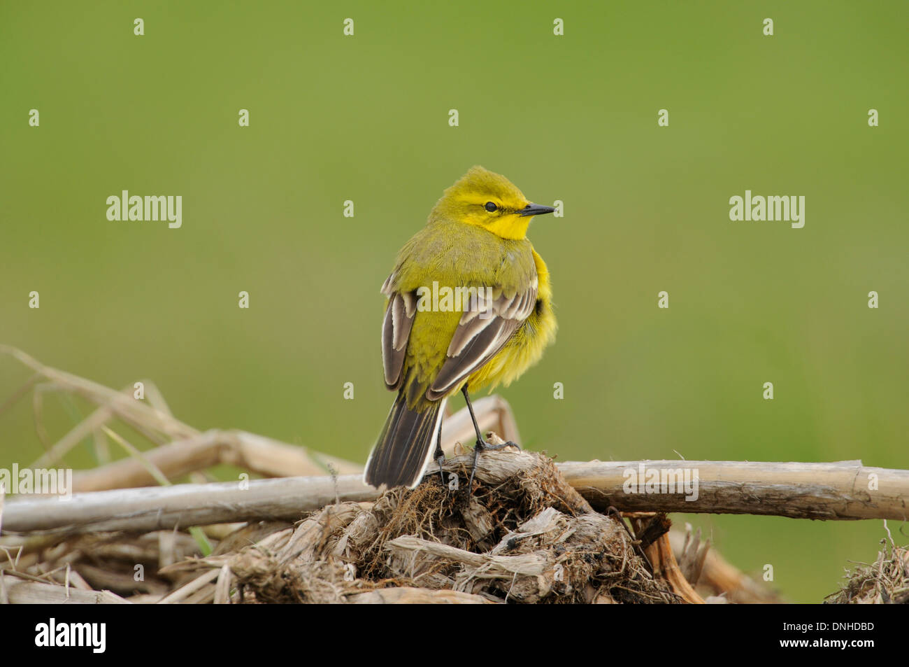 La bergeronnette printanière (Motacilla flava) perché sur la végétation. Banque D'Images