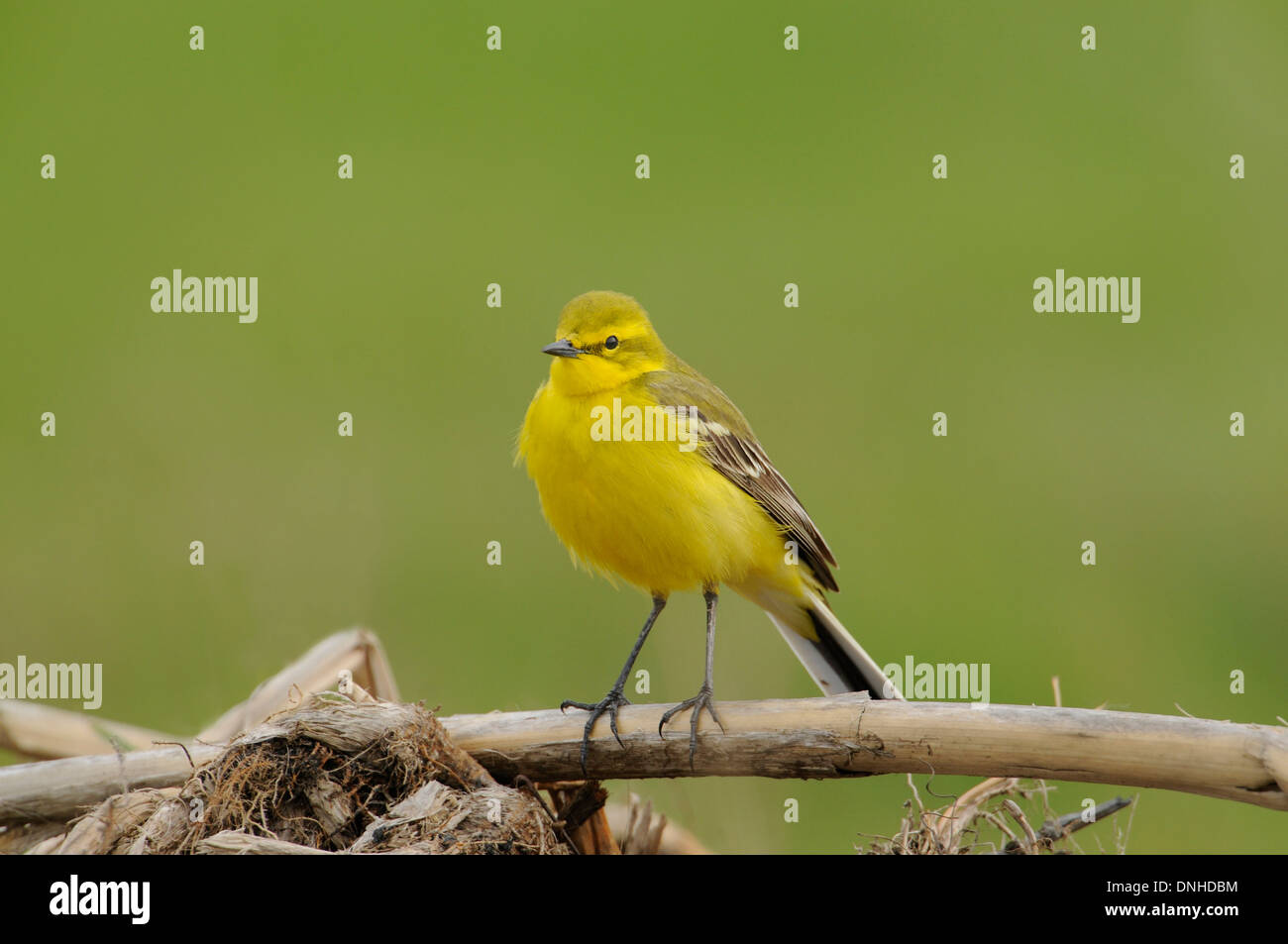 La bergeronnette printanière (Motacilla flava) perché sur la végétation. Banque D'Images