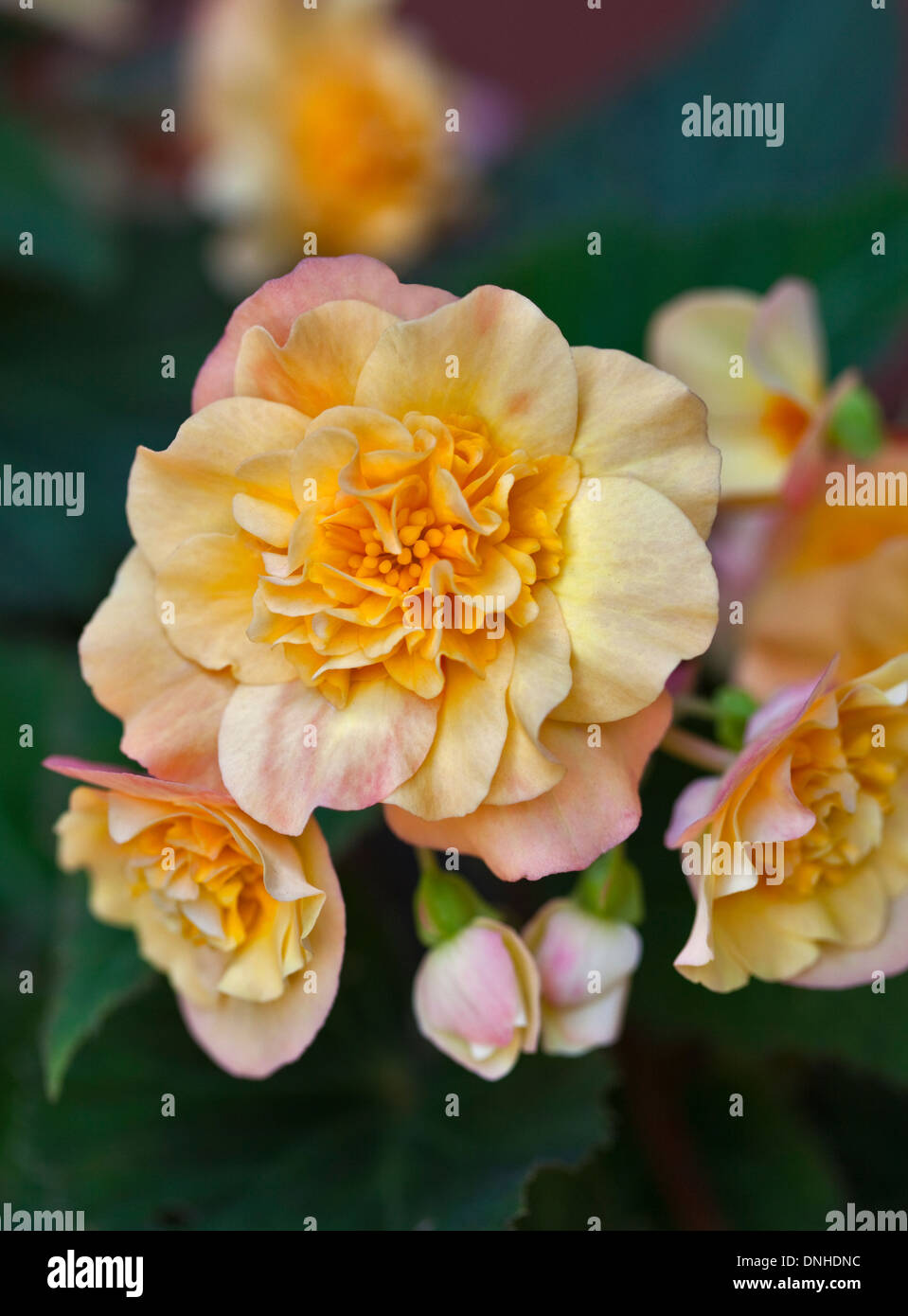 Begonia Double Orange Banque D'Images