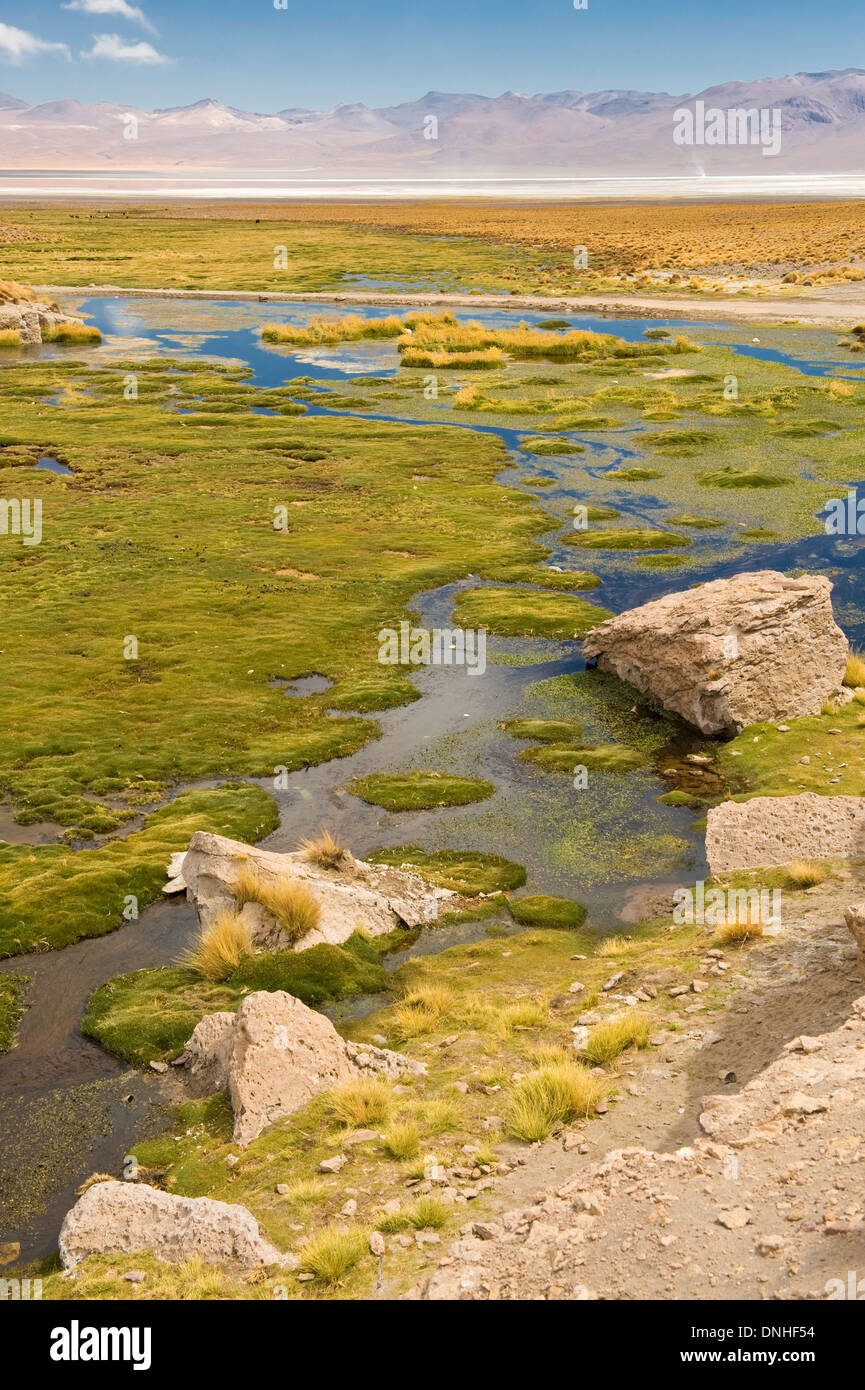 La Laguna Colorada, lagune peu profonde rouge, Altiplano Salt Lake, Potosi, Bolivie Banque D'Images
