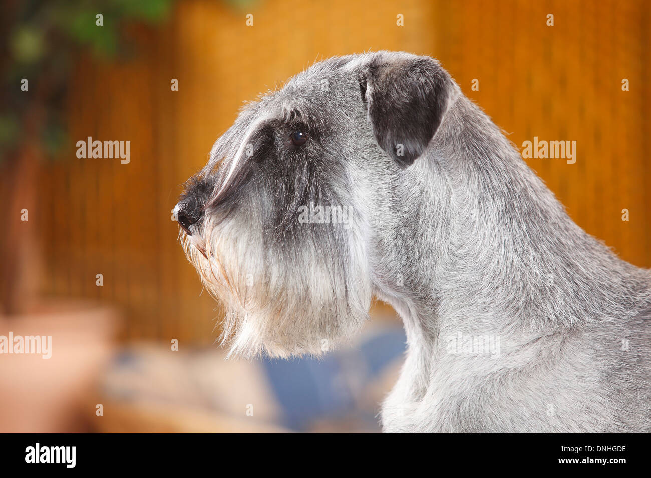 Schnauzer Standard, homme, poivre et sel, 10 ans |Mittelschnauzer, Ruede, Pfeffer & Salz, 10-Jahre alt Banque D'Images