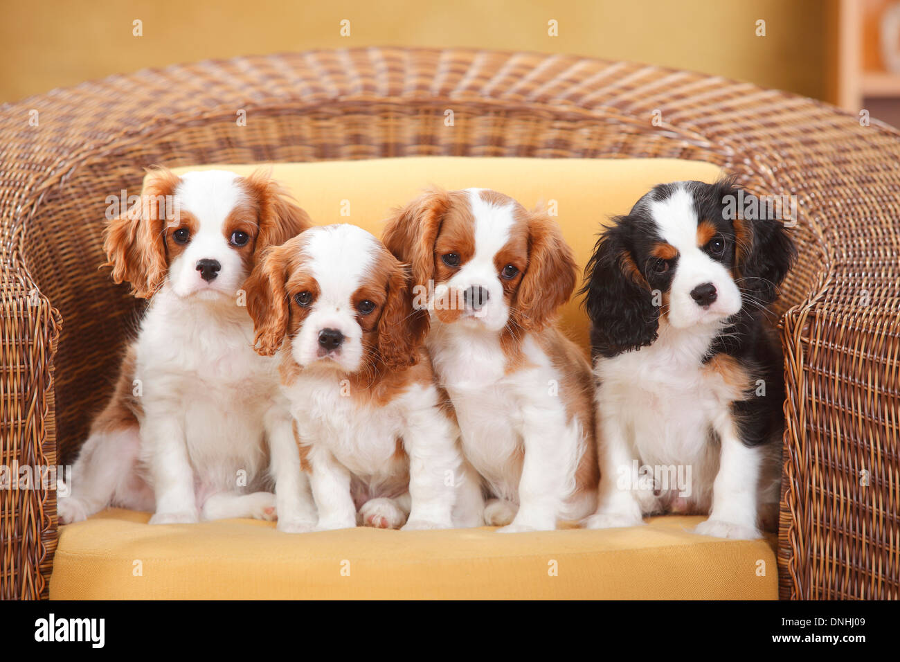 Cavalier King Charles Spaniel, chiots, blenheim et tricolore, 10 semaines Banque D'Images