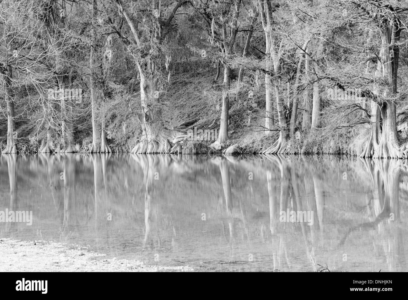 Le cyprès chauve arbres se reflétant dans les eaux calmes de la Guadalupe River au Texas en noir et blanc Banque D'Images