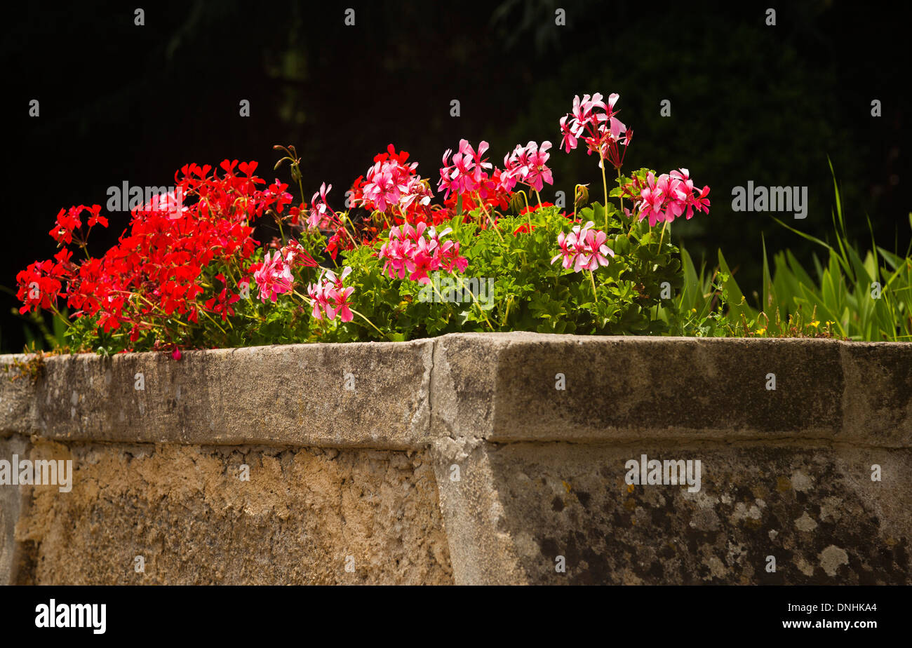 Des fleurs dans un jardin, la Villa Cimbrone, Ravello, Province de Salerne, Campanie, Italie Banque D'Images