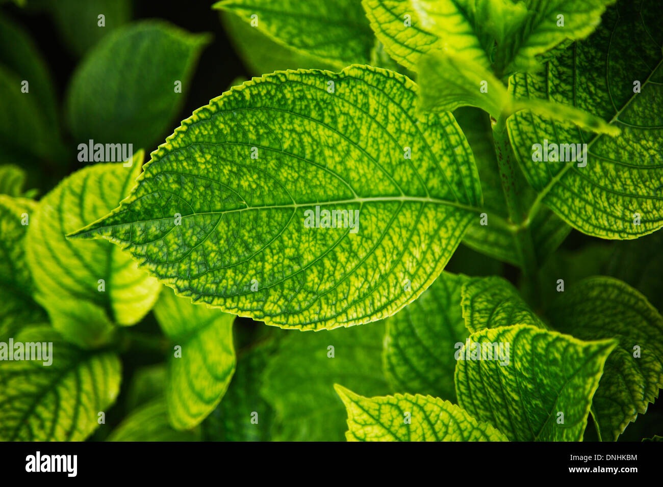 Close-up de feuilles, la Villa Cimbrone, Ravello, Province de Salerne, Campanie, Italie Banque D'Images