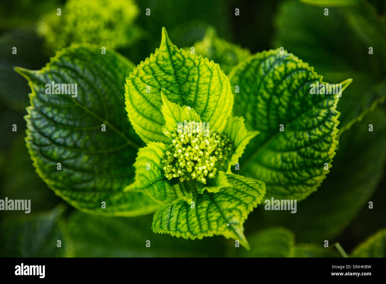 Close-up de feuilles, la Villa Cimbrone, Ravello, Province de Salerne, Campanie, Italie Banque D'Images