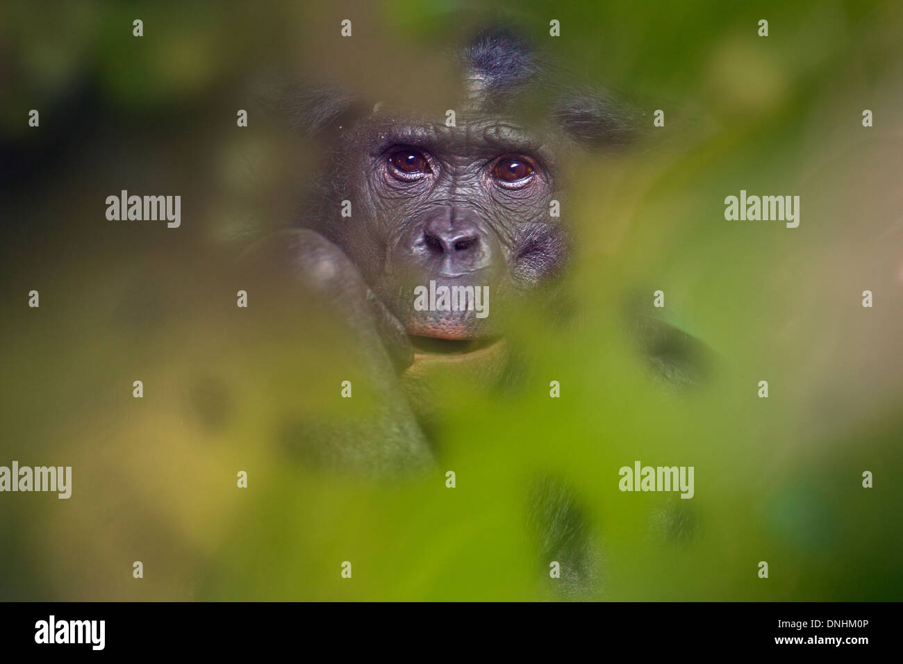 Le chimpanzé nain ou bonobo pan paniscus portrait captif Banque D'Images