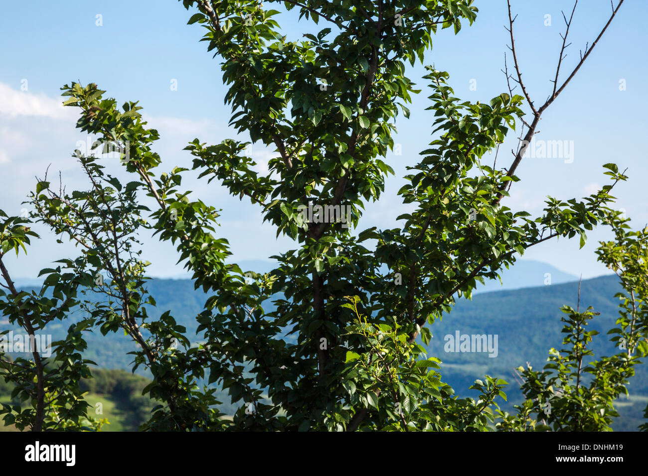 Close-up d'un arbre avec des collines en arrière-plan, Volterra, Province de Pise, Toscane, Italie Banque D'Images