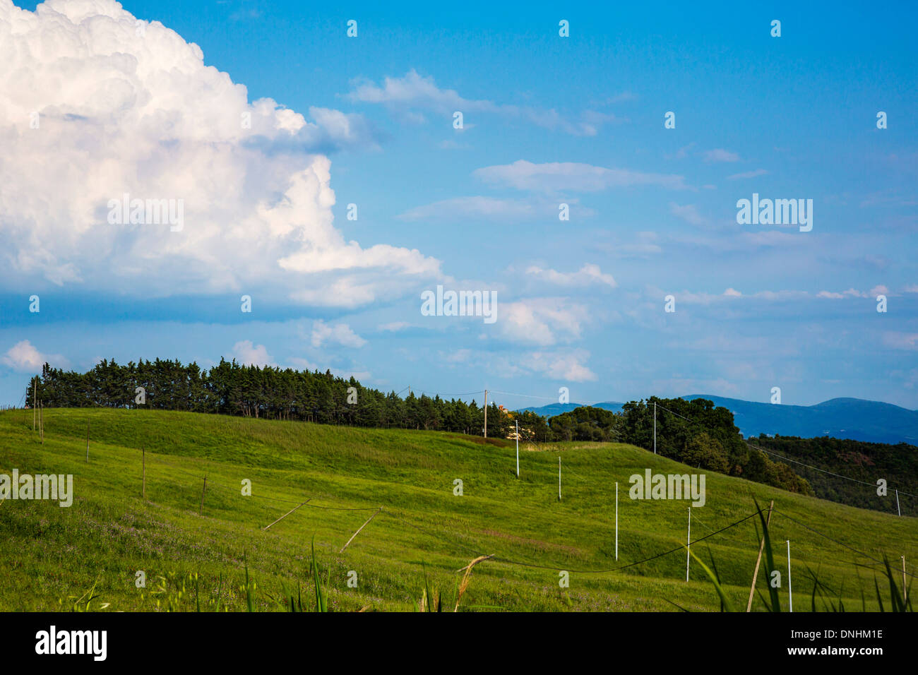 Tress sur un paysage, Volterra, Province de Pise, Toscane, Italie Banque D'Images