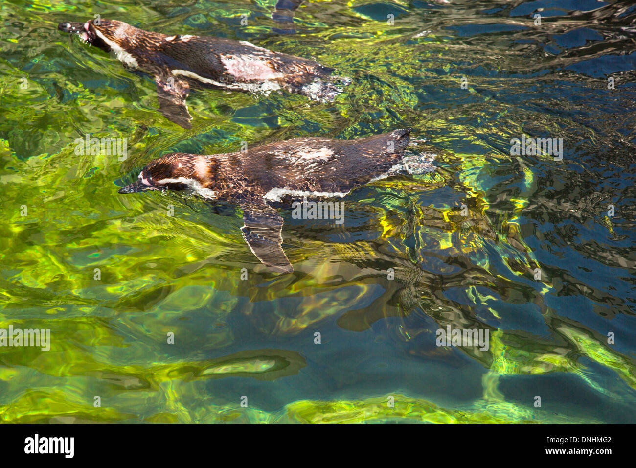 Portrait de manchots de Humboldt (Spheniscus Humboldt) natation dans un étang, le Zoo de Barcelone, Barcelone, Catalogne, Espagne Banque D'Images