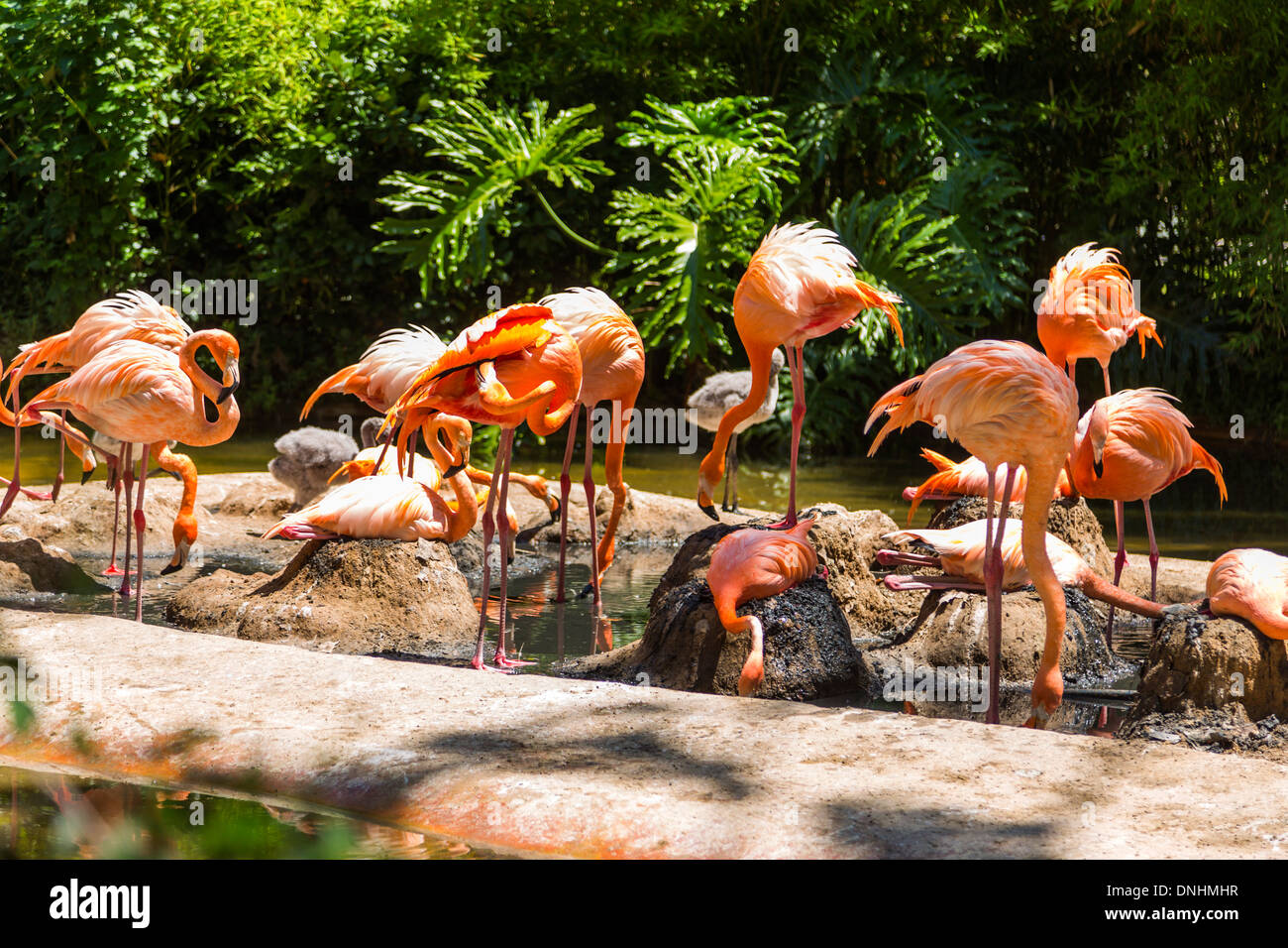 Volée de flamants roses dans un zoo, le Zoo de Barcelone, Barcelone, Catalogne, Espagne Banque D'Images