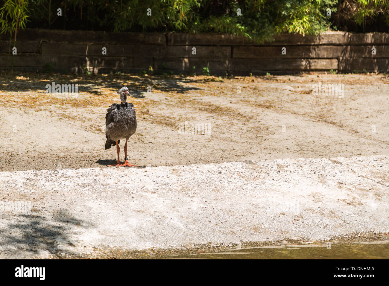 Les jeunes (autruche Struthio camelus) dans un zoo, le Zoo de Barcelone, Barcelone, Catalogne, Espagne Banque D'Images