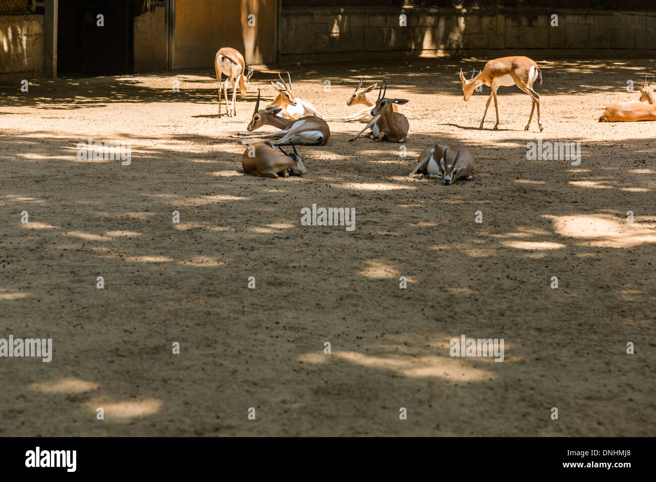 Les gazelles dans un zoo, le Zoo de Barcelone, Barcelone, Catalogne, Espagne Banque D'Images
