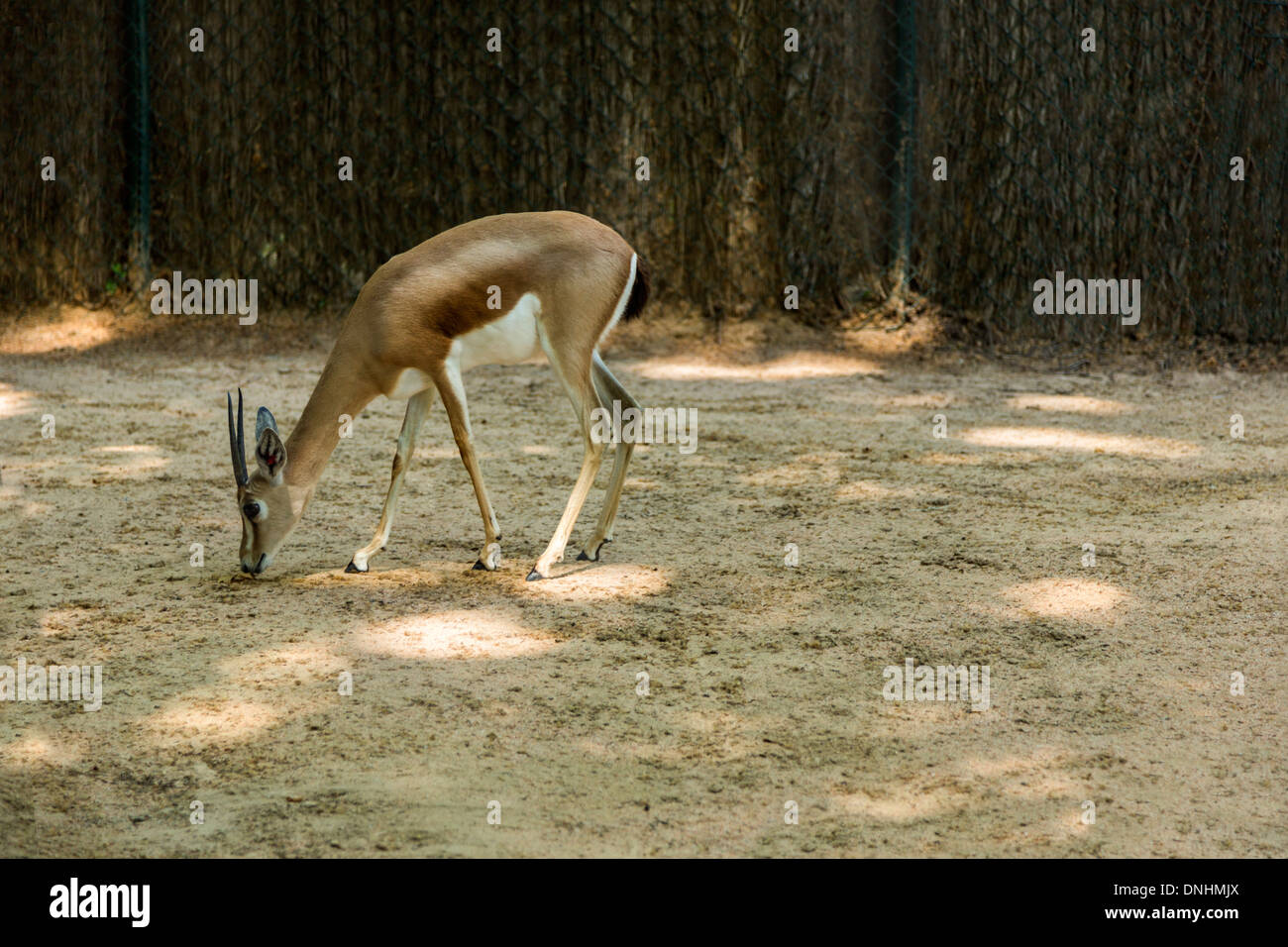 Gazelle dans un zoo, le Zoo de Barcelone, Barcelone, Catalogne, Espagne Banque D'Images