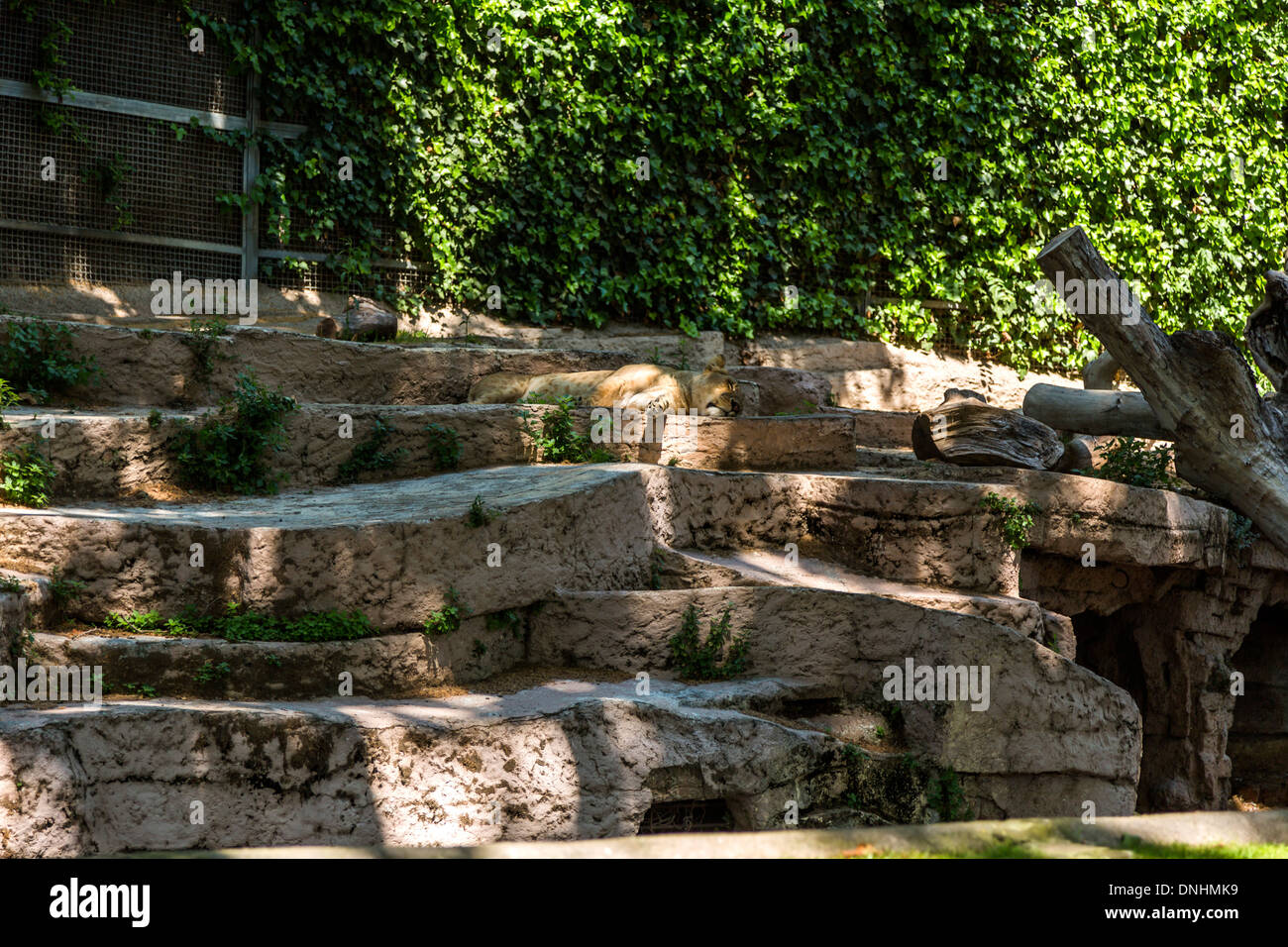 Lion (Panthera leo) dormir dans le zoo, le Zoo de Barcelone, Barcelone, Catalogne, Espagne Banque D'Images