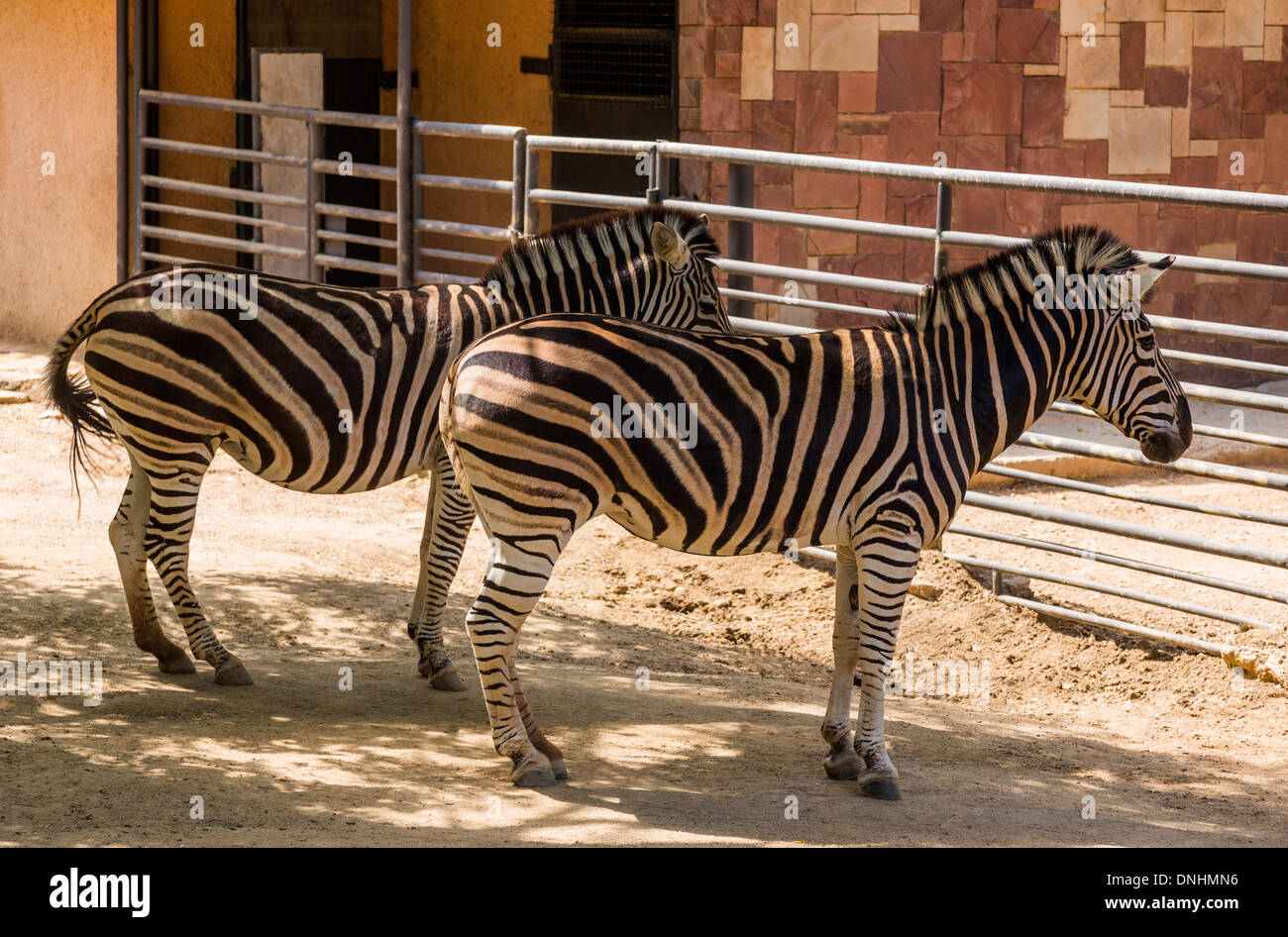 Les zèbres de Chapman (Equus quagga chapmani) dans un zoo, le Zoo de Barcelone, Barcelone, Catalogne, Espagne Banque D'Images