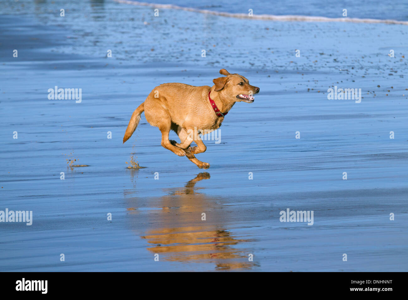 Labrador jaune le long de la plage de Norfolk Banque D'Images