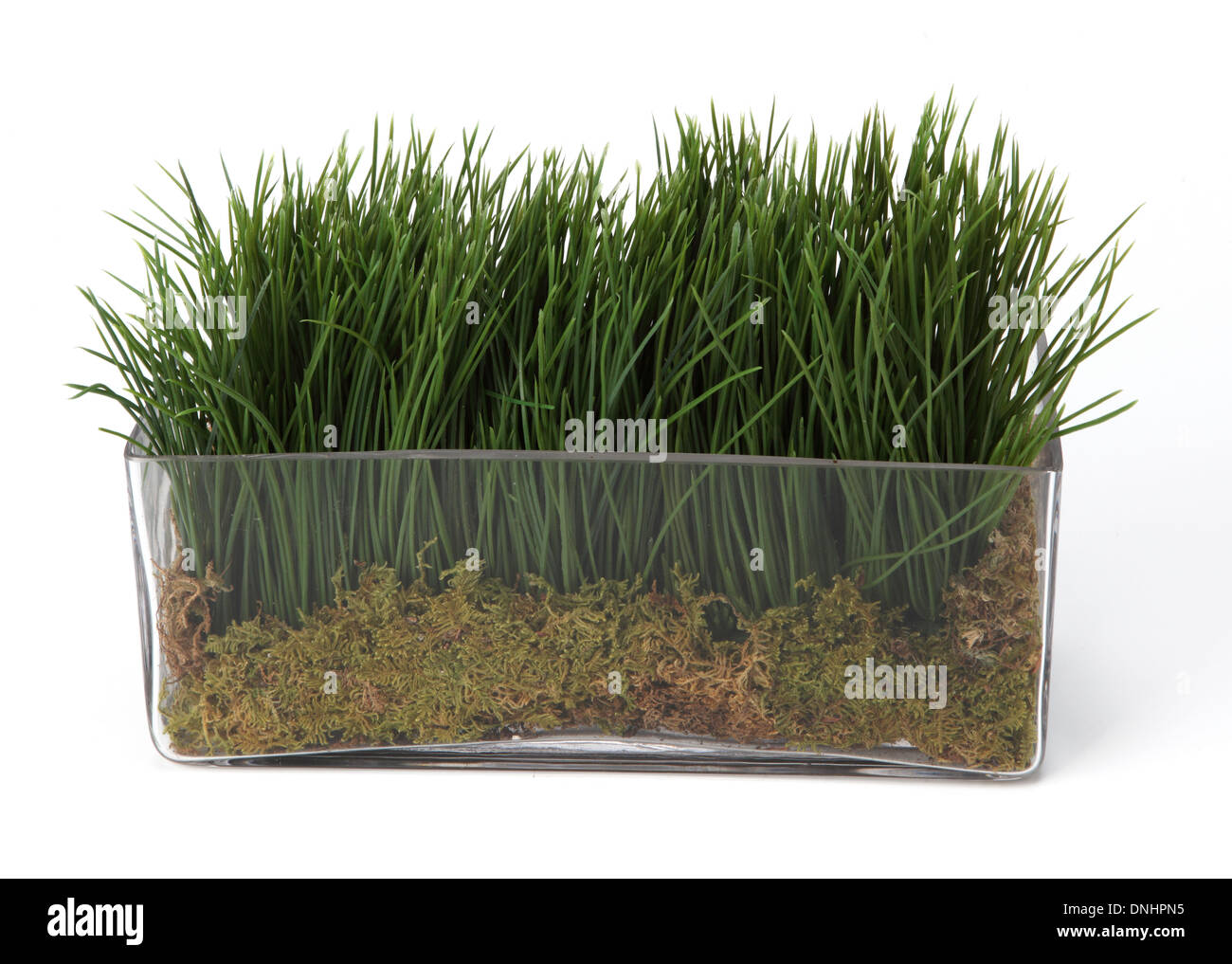 Une petite herbe verte plante dans un récipient sur un fond blanc Banque D'Images
