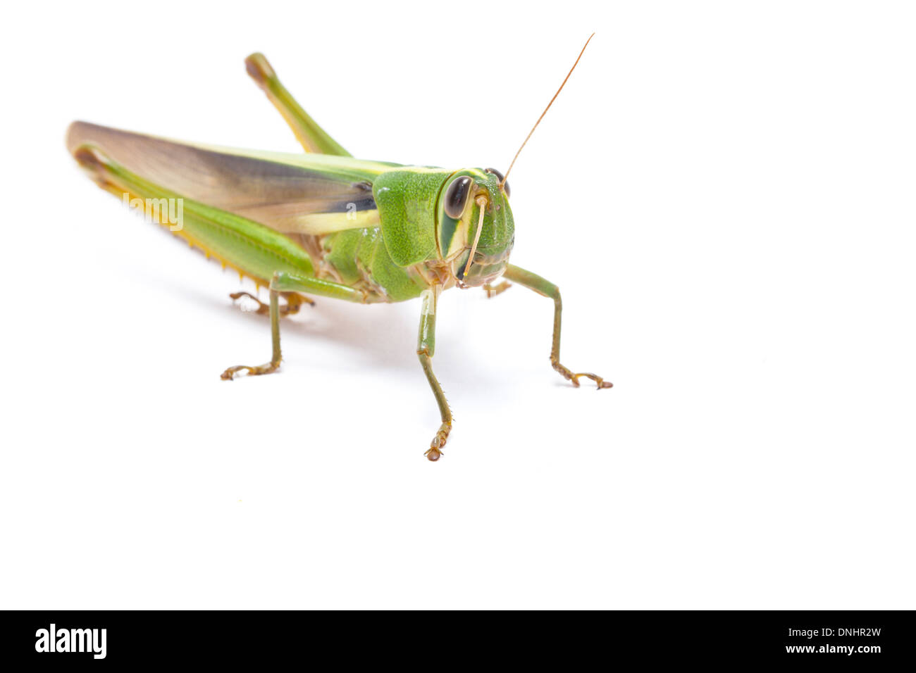 Grasshopper isolé sur fond blanc. Banque D'Images