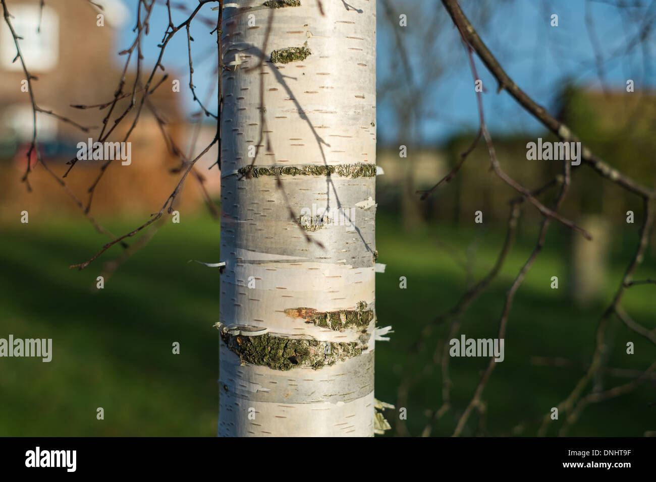Près d'un bouleau verruqueux scandinaves tronc de l'arbre en hiver. Banque D'Images