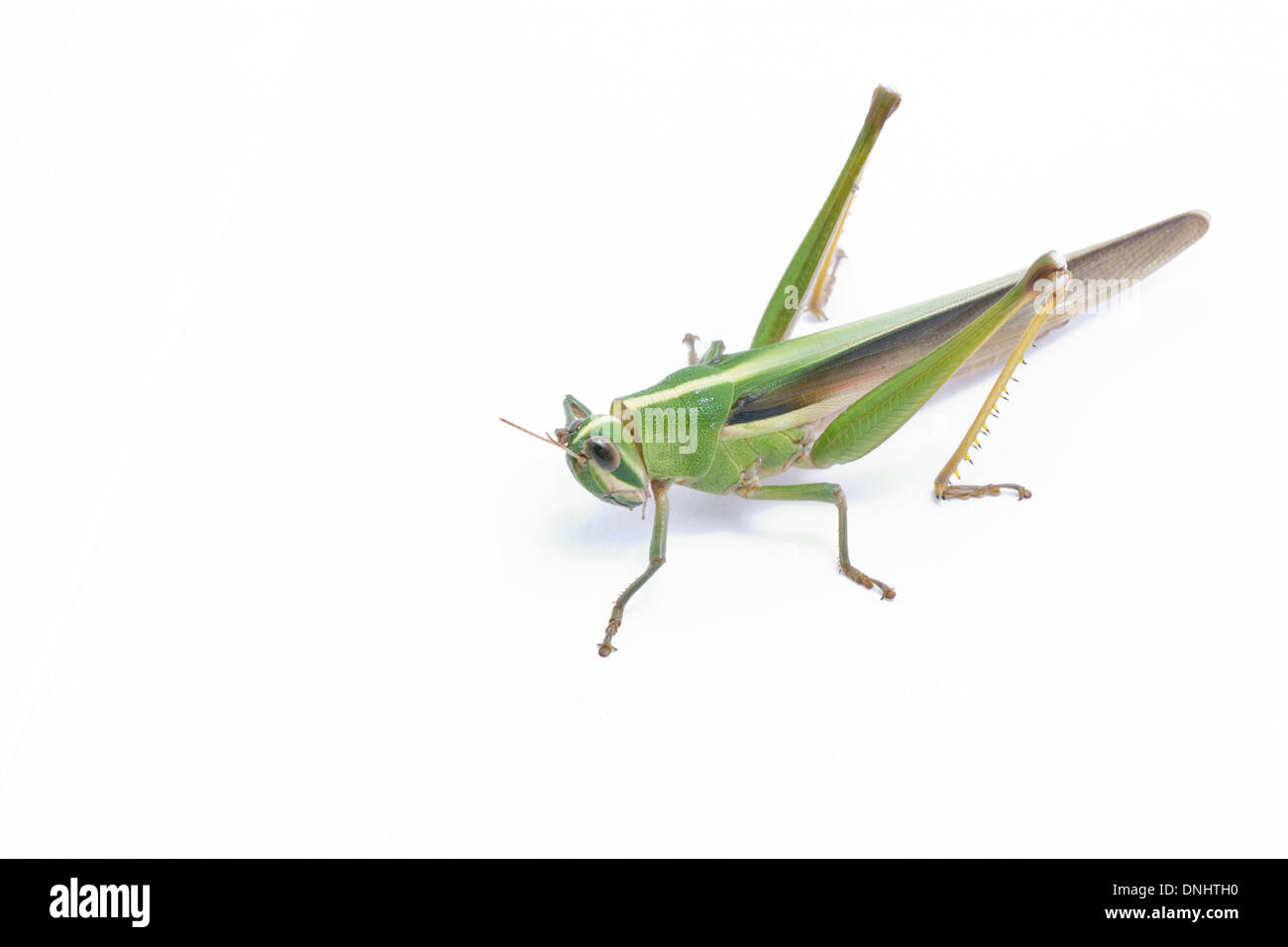 Grasshopper isolé sur fond blanc. Banque D'Images