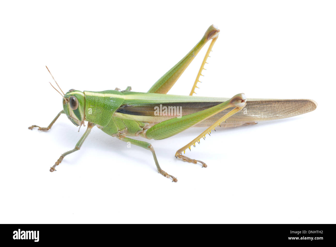 Grasshopper isolé sur fond blanc. Banque D'Images