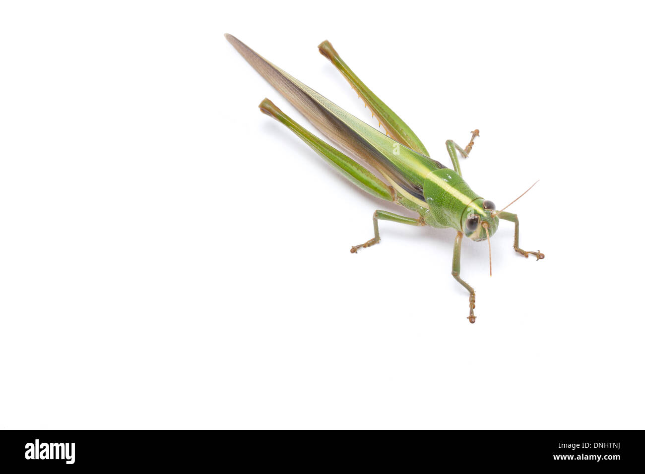 Grasshopper isolé sur fond blanc. Banque D'Images