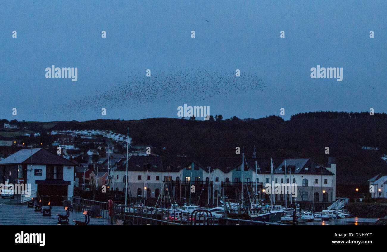 Aberystwyth, Pays de Galles, Royaume-Uni. Au 31 décembre 2013. Des milliers d'Étourneaux quittent leur perchoir juste avant le lever du soleil à Aberystwyth Crédit : Jon Freeman/Alamy Live News Banque D'Images