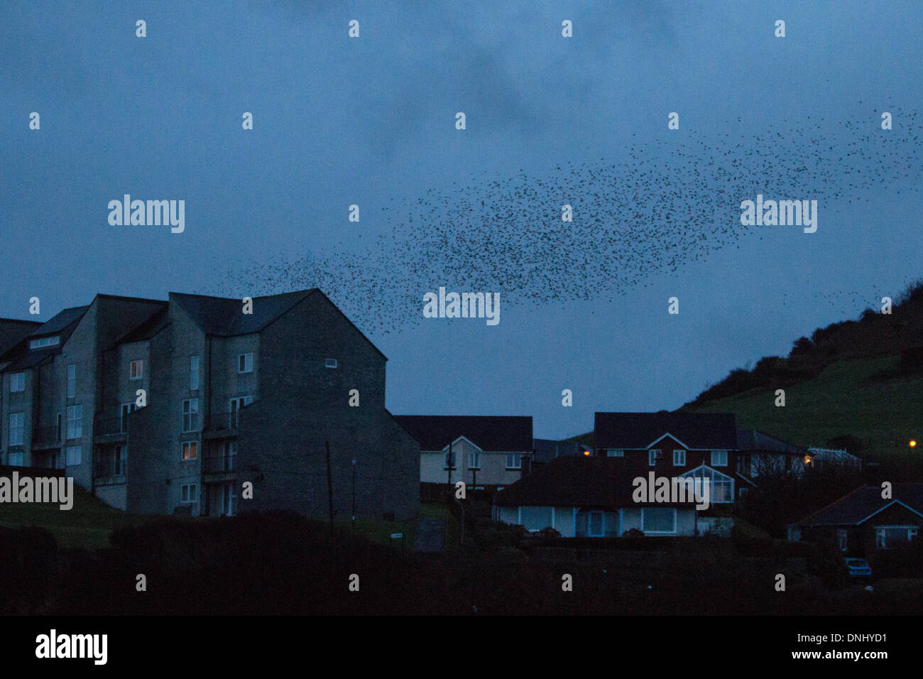 Aberystwyth, Pays de Galles, Royaume-Uni. Au 31 décembre 2013. Des milliers d'Étourneaux quittent leur perchoir juste avant le lever du soleil à Aberystwyth Crédit : Jon Freeman/Alamy Live News Banque D'Images