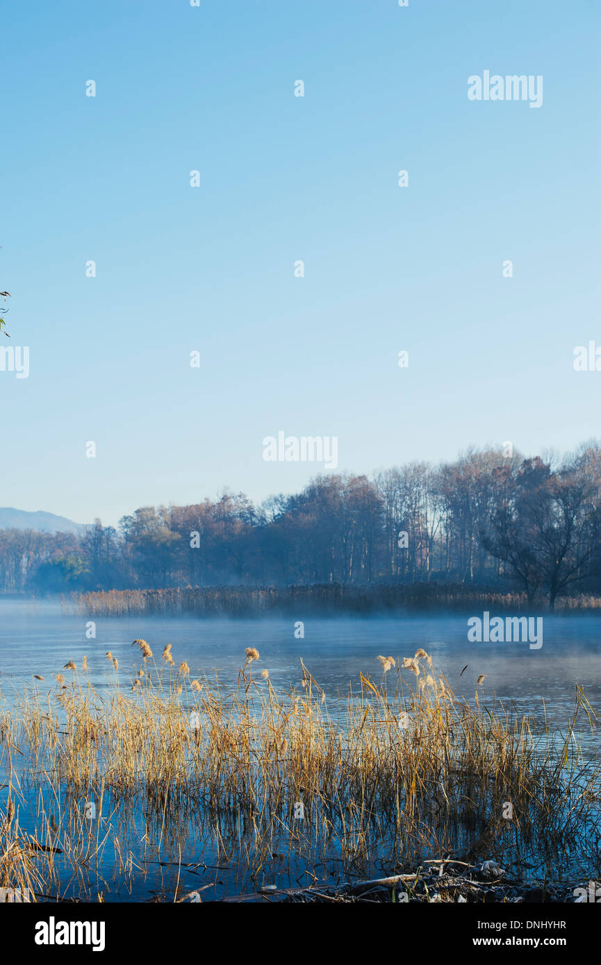 Les cannes à sec sur la rive du lac, Ranco, Varese, Lac Majeur, Italie  Photo Stock - Alamy