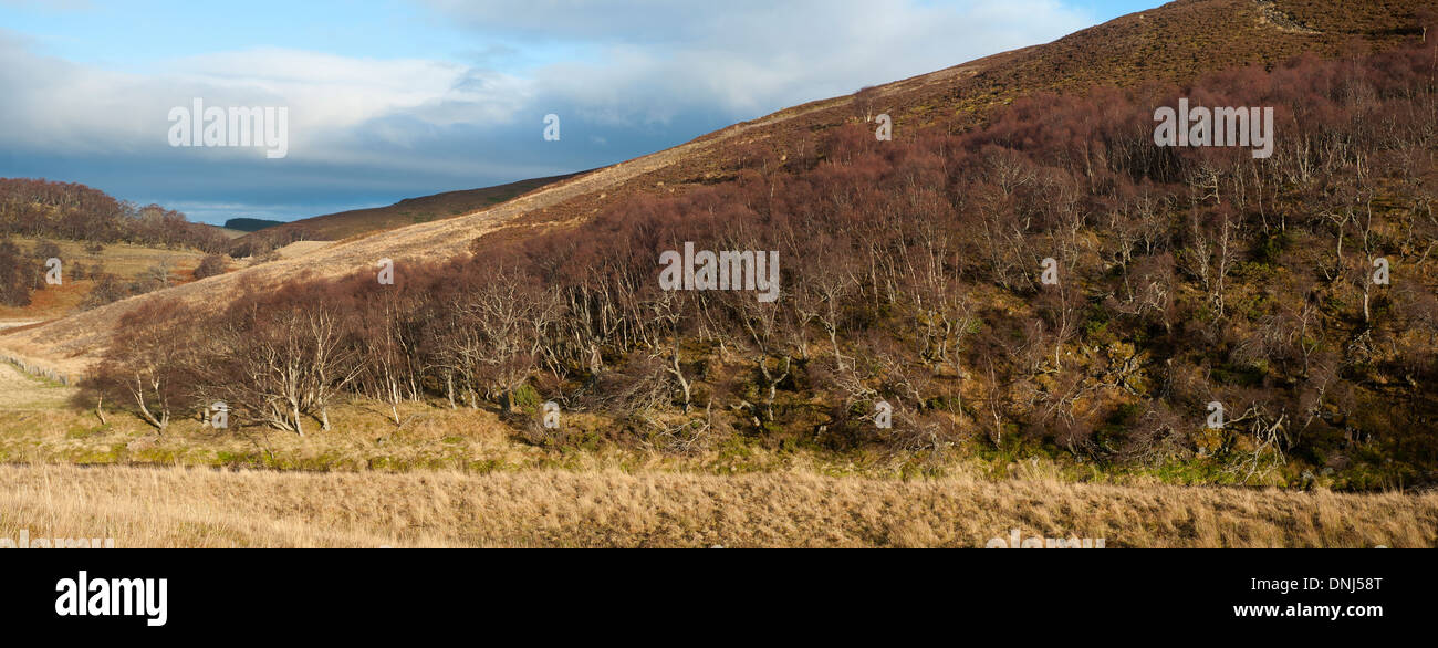 Bois de bouleau gommage au mois d'hiver au-dessus de la rivière Fiddich à Glen Fiddich Dufftown, Moray. 9172 SCO. Banque D'Images