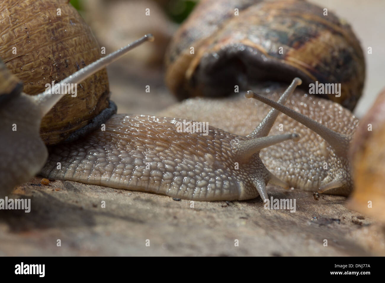 Escargots GROS GRIS (Helix aspersa maxima), L'ESCARGOTIERE ferme aux escargots, Chaumont, ORNE (61), FRANCE Banque D'Images