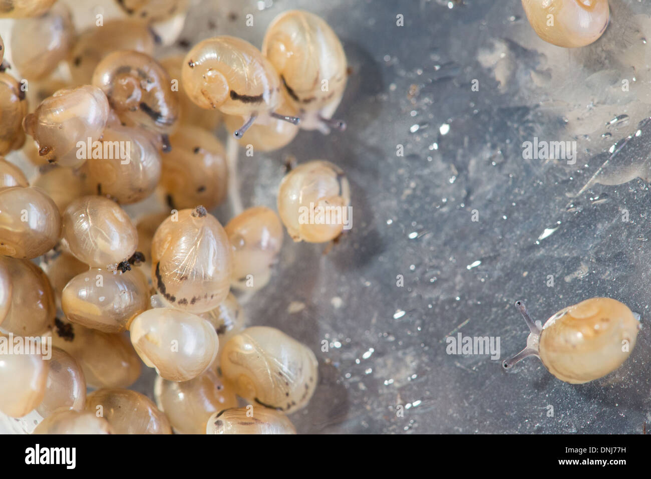 Apres L Eclosion Des œufs La Collecte Des Escargots De Bebe A Se Disperser Dans La Nature De Grands Escargots Gris Helix Aspersa Maxima L Escargotiere Ferme Aux Escargots Chaumont Orne 61 France Photo